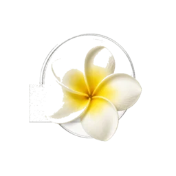 Frangipani
