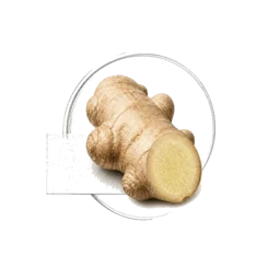 Ginger