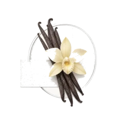 Vanilla