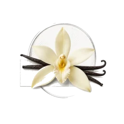 Vanilla Orchid