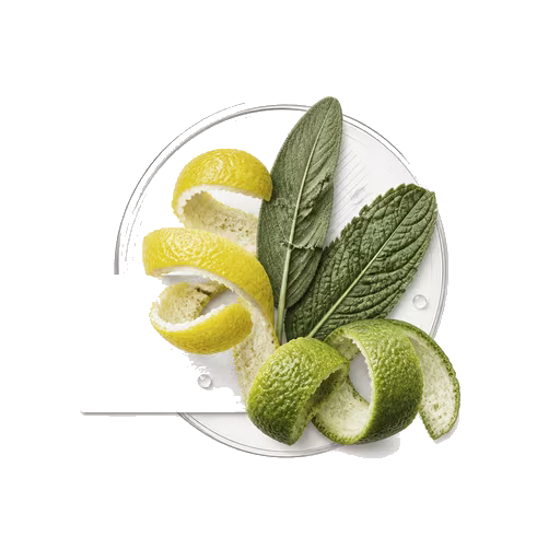 Fresh & Aromatic scent family