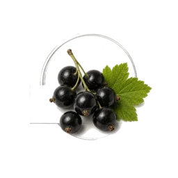Black Currant