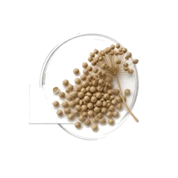 Coriander