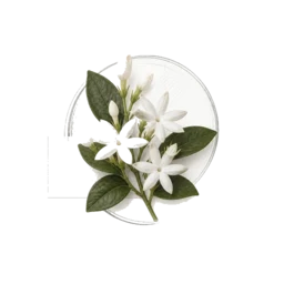 Jasmine