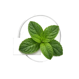 Mint