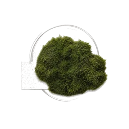Moss
