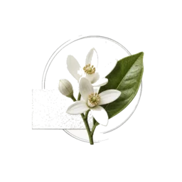 Orange Blossom