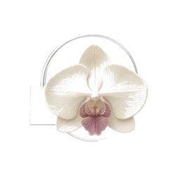 Orchid