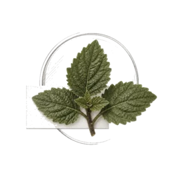 Patchouli
