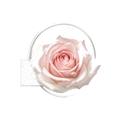 Soft Rose
