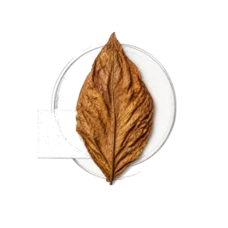 Tobacco Leaf