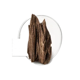 Woody Notes